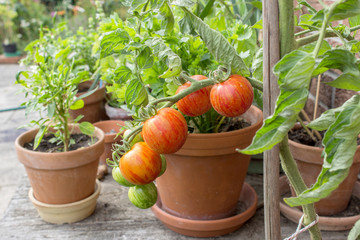 tomato plant / Tomato plant with green and red fruits 