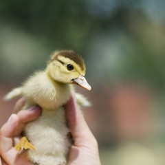 Duckling in the hand