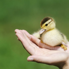 Duckling in the hand