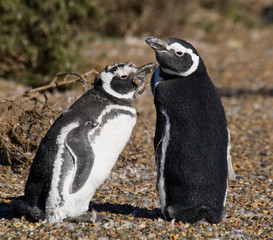 Magellan penguin nesting. Funny pictures. Argentina. Peninsula Valdes. An excellent illustration.