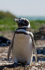 Fototapeta premium Magellan penguin nesting. Funny pictures. Argentina. Peninsula Valdes. An excellent illustration.