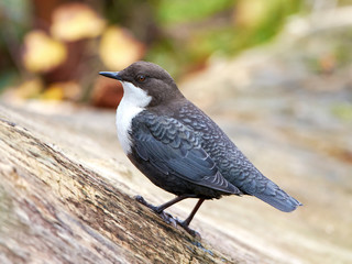 White throated dipper (Cinclus cinclus)