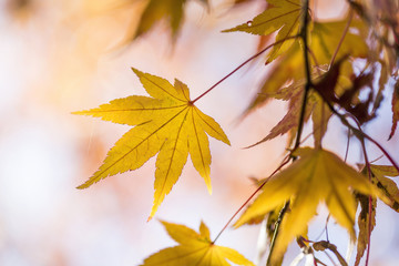 Colorful background of fallen autumn leaves