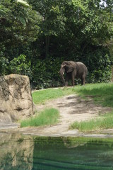 African Bush Elephant - Loxodonta africana