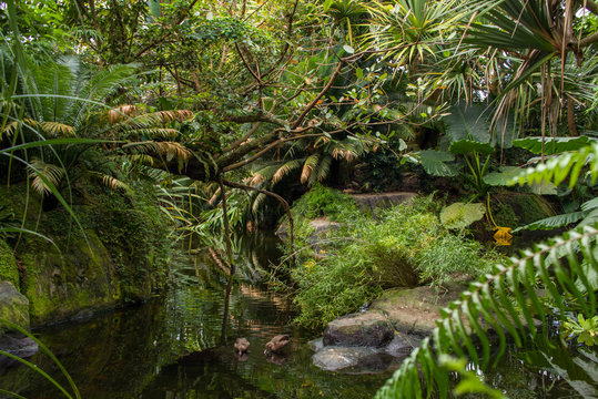 Fototapeta Tropenwald mit Fluss