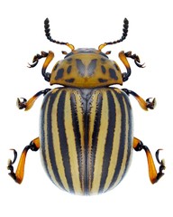 Beetle Leptinotarsa decemlineata