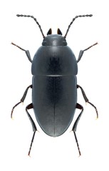 Beetle Crypticus quisquilius