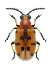 Beetle Crioceris duodecimpunctata