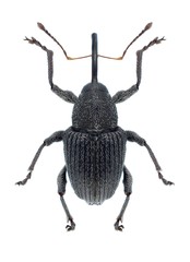 Beetle Archarius salicivorus