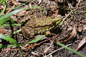 лягушка озерная