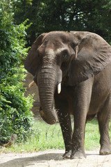 Fototapeta premium African Bush Elephant - Loxodonta africana