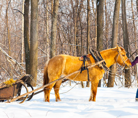 Fototapeta na wymiar Portrait of horse in winter landscape