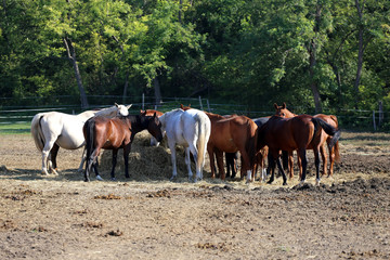  Group of thoroughbred broodmares sharing hay against green natural