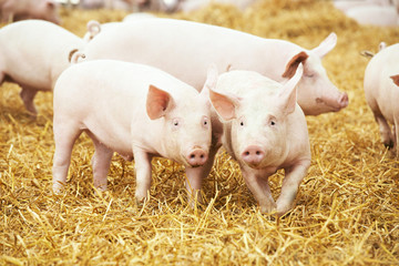 piglets on hay and straw at pig breeding farm