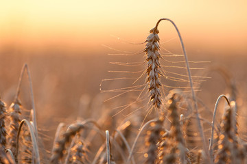 harvest