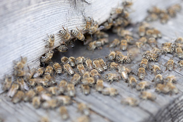 honey bees