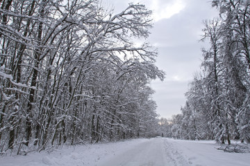 Winter snowy road running through the woods. Spring forest in wi
