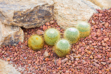 Cactus - Mammillaria sp. (Cactaceae)