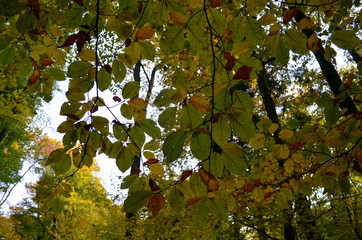 Herbststimmung