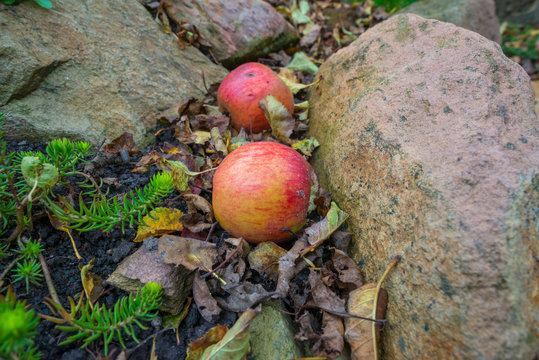 Fallen apples in a garden in autumn