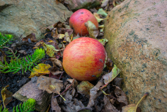 Fallen apples in a garden in autumn