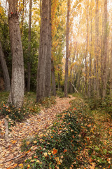 Obraz premium Autumn forest