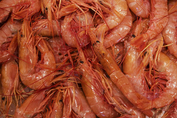 Fresh shrimp