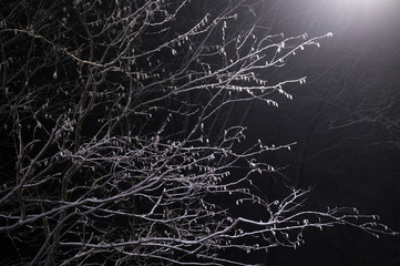 Night branches in snow