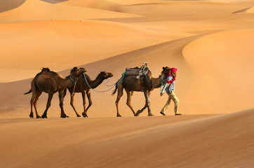 Three camels