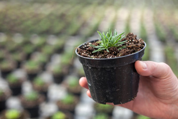 Skillful senior garden worker is doing his job