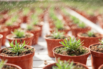 Process of watering flowerpots at garden center