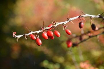 Berberitze - Rote Beeren im Wald - herbstlich