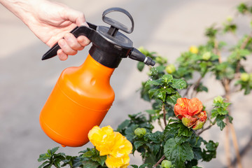 Professional senior gardener is watering flower carefully