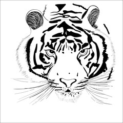 tiger