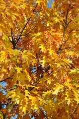 Yellow autumn tree oak leaves and branches