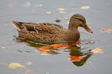 Canard, femelle colvert, automne