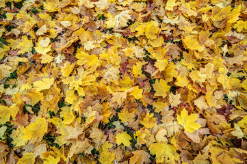 yellow fallen autumn leaves