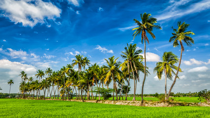 Rice close up, India