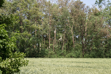 Kaputte Bäume eines Waldes mit einem Feld im Vordergrund
