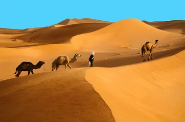 Fototapete Sandige Wüste Kamele in der Wüste