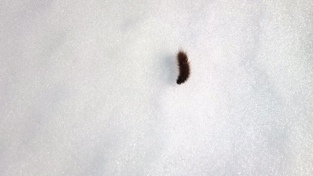 Quo Vadis Caterpillar travels across monotonous snow space 1
