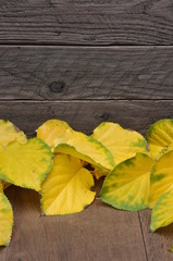 Colored leaves on wooden background with space for text © salita2010