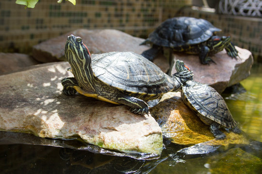 Turtles bask in the sun in the aquarium.