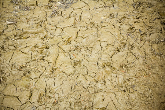 Cracked wet mud.