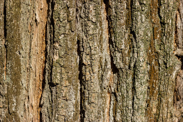 The texture of the bark.