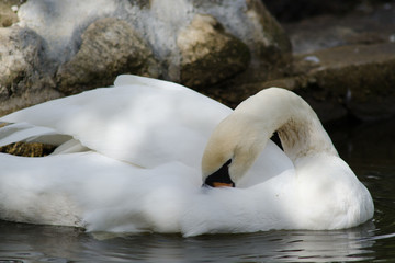 White swan is cleaning itself in the pool