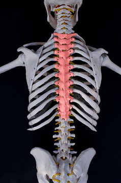 Thoracic Spine 