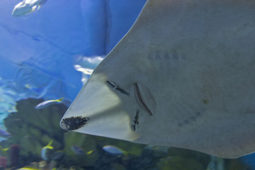 Stingray © Vladislav Gajic