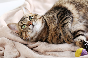 Beautiful cat on the beige plaid