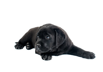Puppy Black Labrador